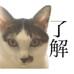 [LINEスタンプ] ちろりんの日常 