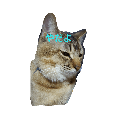 [LINEスタンプ] マック＆ロッテおかしな二人組 