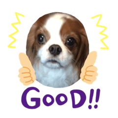 [LINEスタンプ] 我が家のキャバリアまったり 