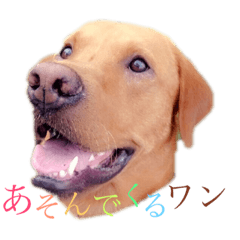[LINEスタンプ] 田中家のあむ 