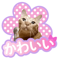 [LINEスタンプ] 猫の手借りたい 