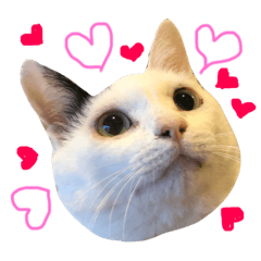 [LINEスタンプ] はっちっち2