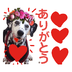 [LINEスタンプ] 素敵なダルメシアン