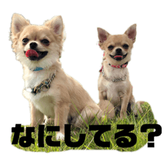 [LINEスタンプ] 双子ちわわのミロとレオ
