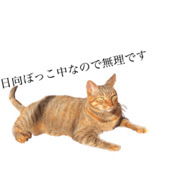[LINEスタンプ] ぽんこざらめ