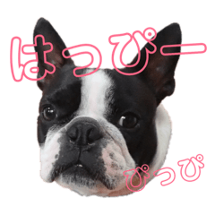 [LINEスタンプ] ボストンテリア まさおくん。はっぴー編