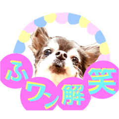 [LINEスタンプ] チワワ家族（ダジャレワン語）