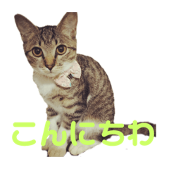 [LINEスタンプ] さくらときなこ