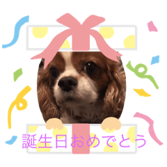 [LINEスタンプ] キャバリア、リノちゃんスタンプ実写版5