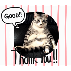 [LINEスタンプ] 猫 の居る日