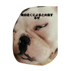 [LINEスタンプ] 特に可愛いフレブルのスタンプ fetchpriority=high