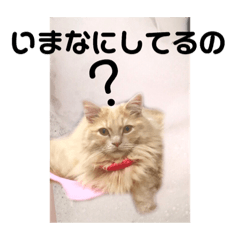 [LINEスタンプ] 気ままな猫達8