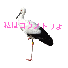 [LINEスタンプ] コウノトリ スタンプ No.2 野鳥 鳥好き