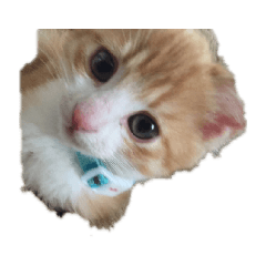 [LINEスタンプ] ミミとチャチャ