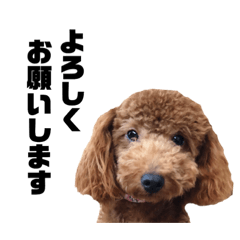 [LINEスタンプ] トイプードル 実写スタンプ