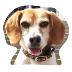 [LINEスタンプ] 人面犬アール