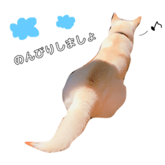 [LINEスタンプ] 白柴犬の表情