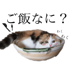 [LINEスタンプ] おにゃんこにゃんこ