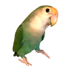 [LINEスタンプ] コザクラインコ★パルさん★たまにナッツ