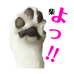 [LINEスタンプ] 女柴！白柴梅ちゃんのスタンプ2