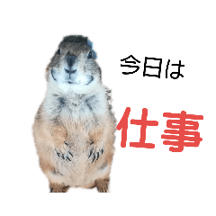 [LINEスタンプ] 前歯産業㈲プレーリードッグ、ジリス課NO3