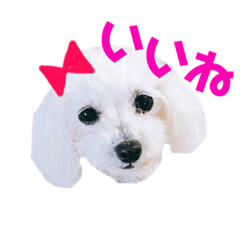 [LINEスタンプ] COCO's♡stamp