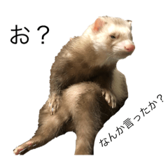 [LINEスタンプ] フェレちゃん fetchpriority=high