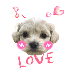 [LINEスタンプ] マルプー のむぎちゃん 
