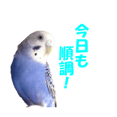 [LINEスタンプ] インコちゃんの日常
