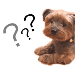 [LINEスタンプ] ころころコロちゃん