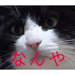 [LINEスタンプ] チャミのスタンプ
