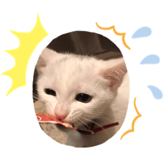 [LINEスタンプ] むぎちゃんだにゃー