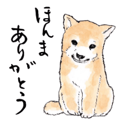 [LINEスタンプ] 愛らしく真面目な柴犬さん 関西弁日常会話の画像（メイン）