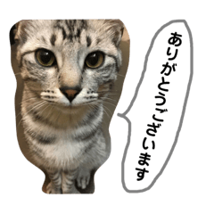 [LINEスタンプ] さばとら「こな」の日常会話 1st
