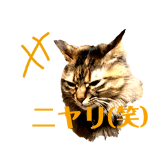[LINEスタンプ] まいぺーすミーちゃん2