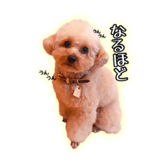 [LINEスタンプ] もっちゃんです(自宅警備員) 