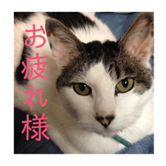 [LINEスタンプ] HITOMI家