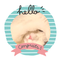 [LINEスタンプ] 僕のねこ 