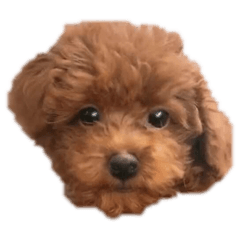 [LINEスタンプ] しろは毎日ニコニコ
