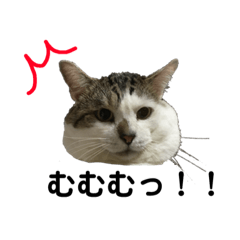 [LINEスタンプ] まるちゃんコレクション 1 