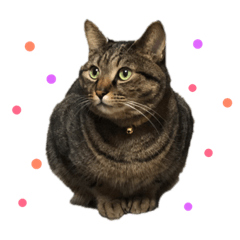 [LINEスタンプ] かわい子ちゃんたち＊. 