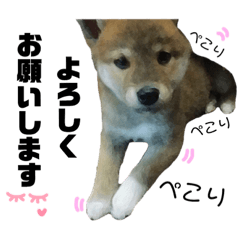 [LINEスタンプ] けんちゃん⠀