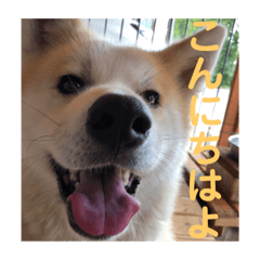 [LINEスタンプ] 秋田犬きなとら〜あいさつ編〜