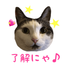 [LINEスタンプ] 猫ざんまい！