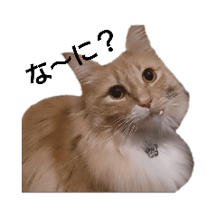 [LINEスタンプ] きんちゃんと一緒 