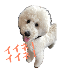 [LINEスタンプ] スタンダードプードルとらじろうのスタンプ