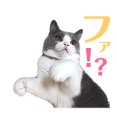 [LINEスタンプ] 猫の切り返しスタンプ 