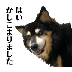 [LINEスタンプ] 犬のぬい3