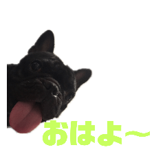 [LINEスタンプ] 会長スタンプ・frenchbulldog