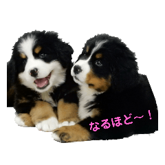 [LINEスタンプ] バニ好きどんだけ～！ fetchpriority=high